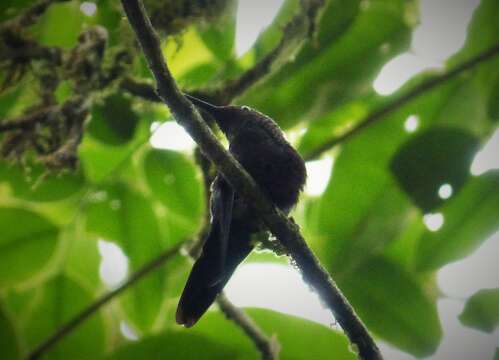 Image of Black-throated Mango