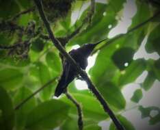 Image of Black-throated Mango