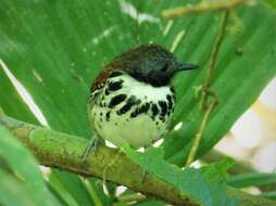 Image of Spotted Antbird