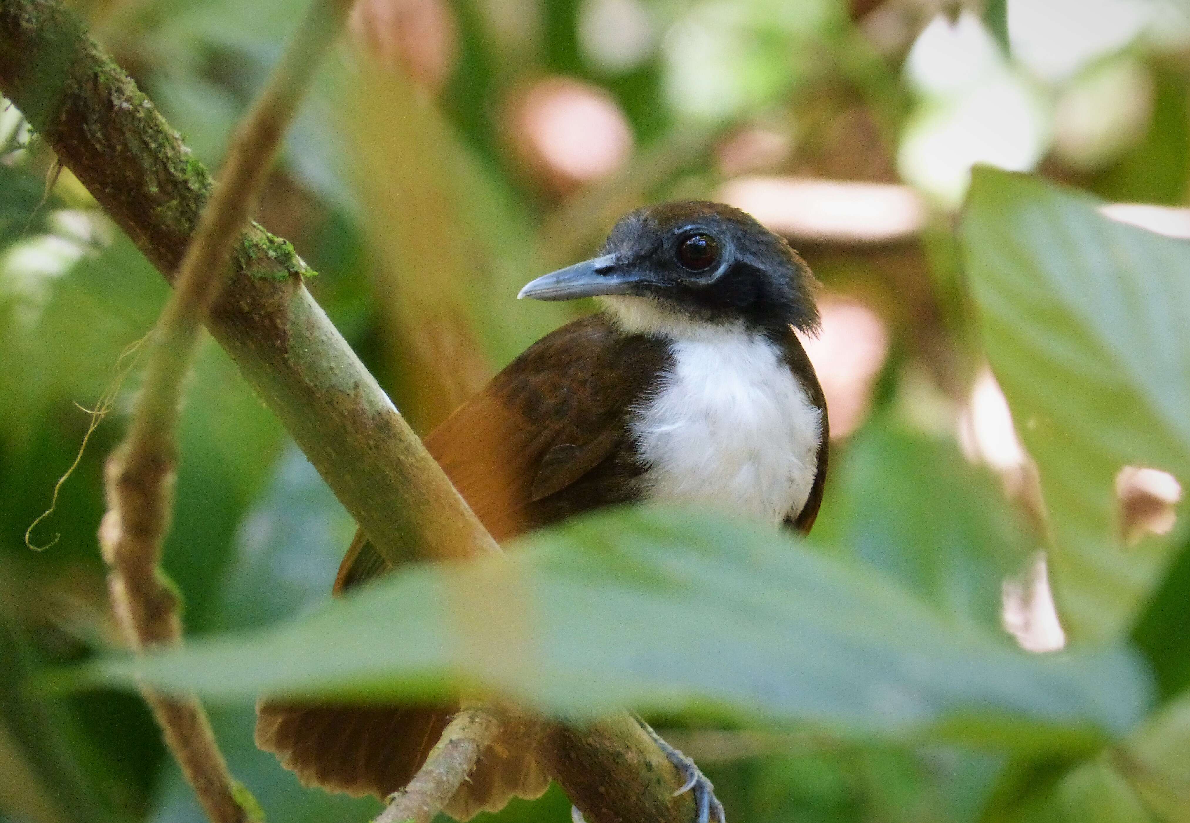 Image of Bicolored Antbird