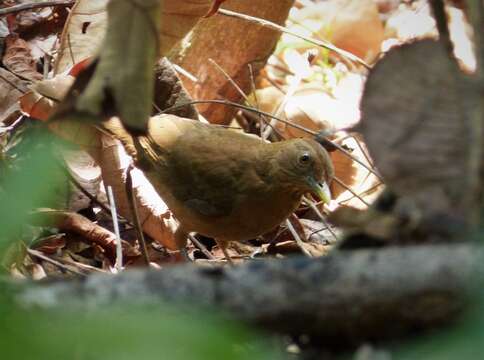 Image of Clay-colored Robin