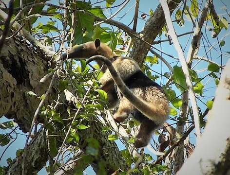 Plancia ëd Tamandua mexicana (Saussure 1860)