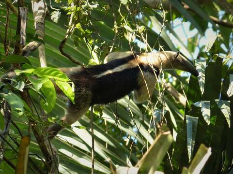 Plancia ëd Tamandua mexicana (Saussure 1860)