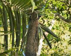 Image of Red-rumped Cacique