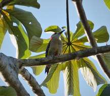 Image of Red-crowned Woodpecker