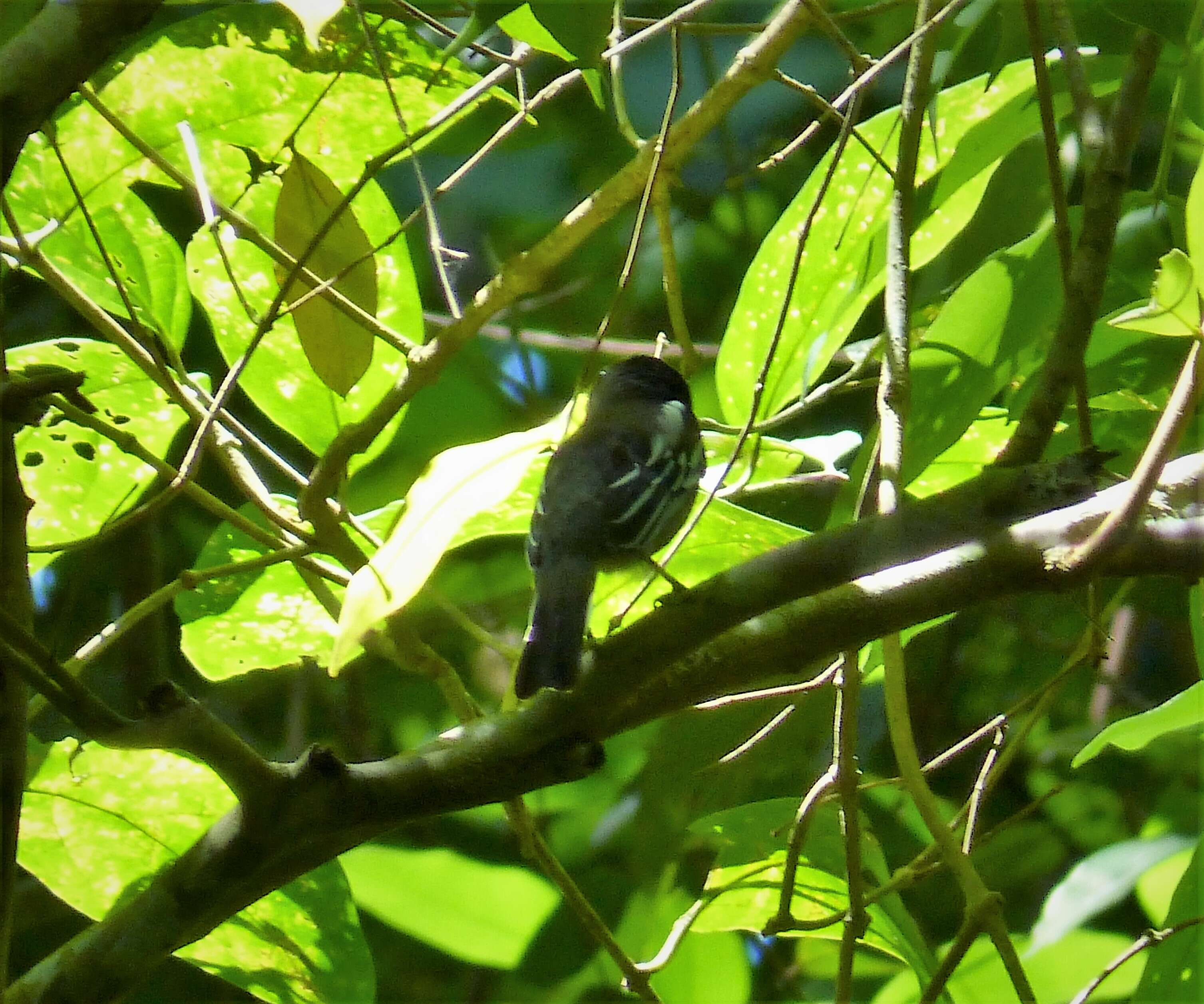 Todirostrum cinereum (Linnaeus 1766) resmi