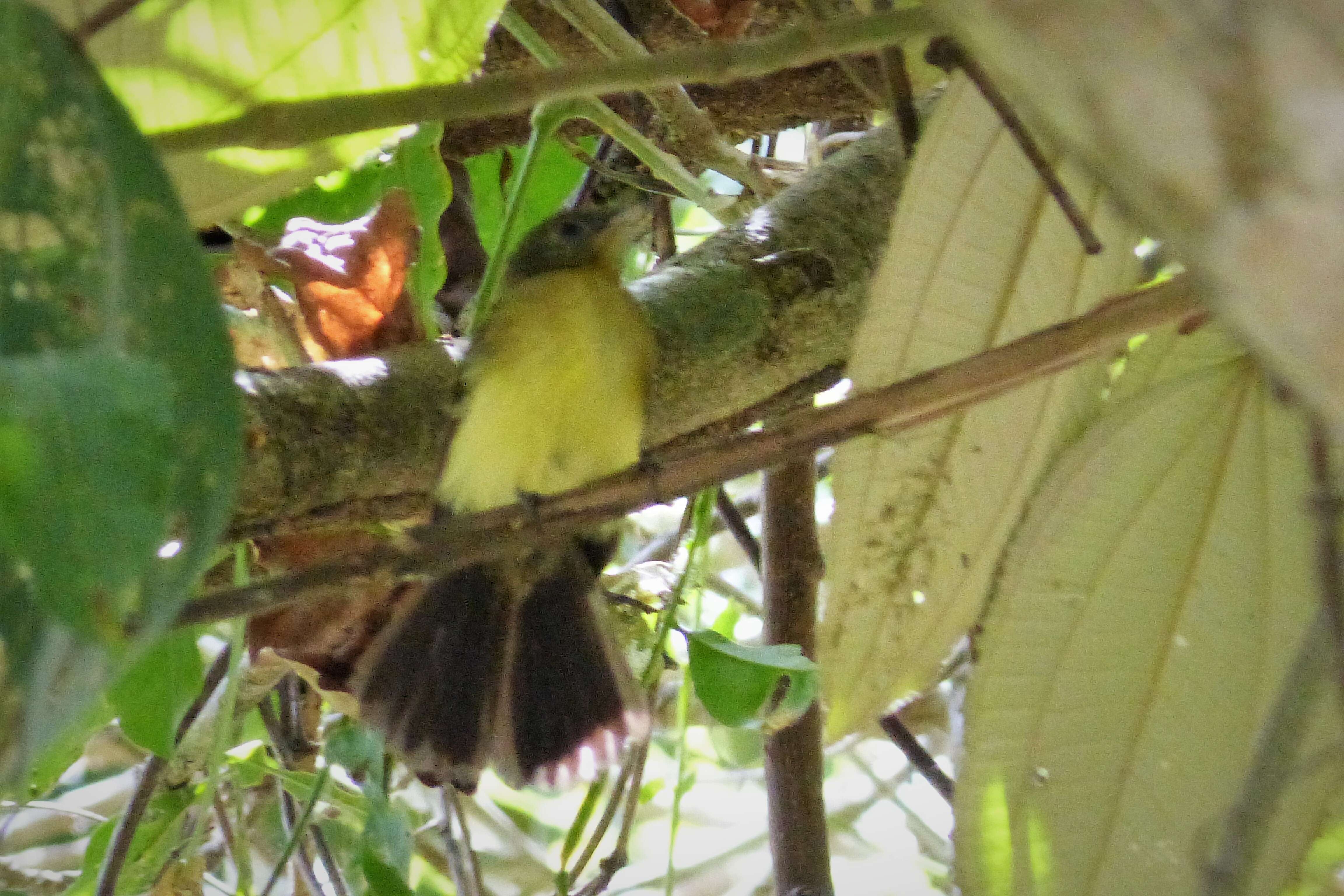 Todirostrum cinereum (Linnaeus 1766) resmi