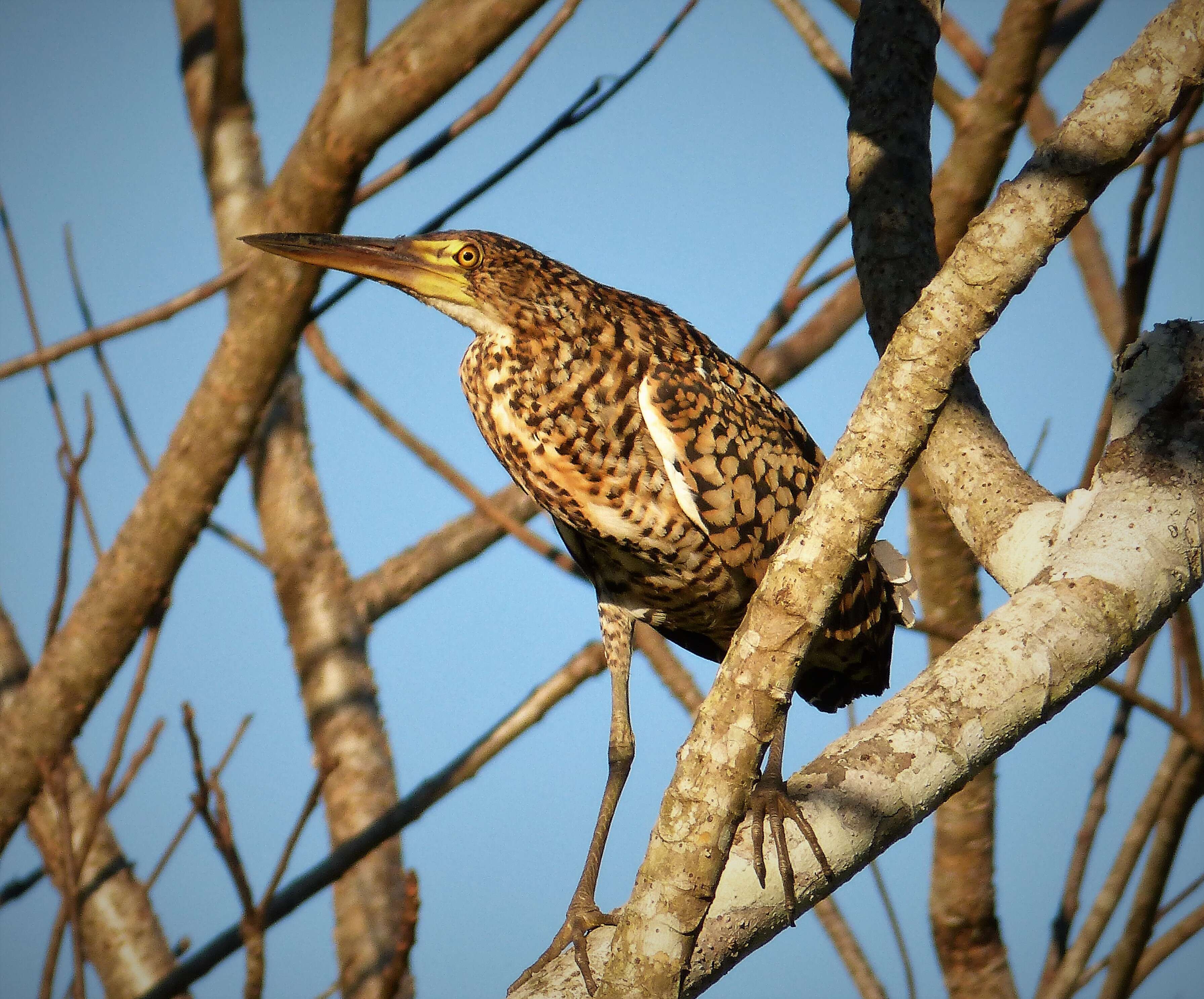 Image of Rufescent Tiger Heron