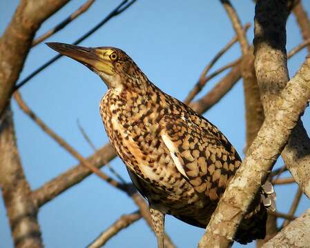 Image of Rufescent Tiger Heron