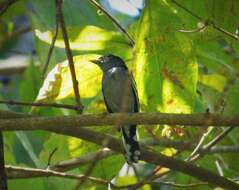 Image of Black-crowned Antshrike