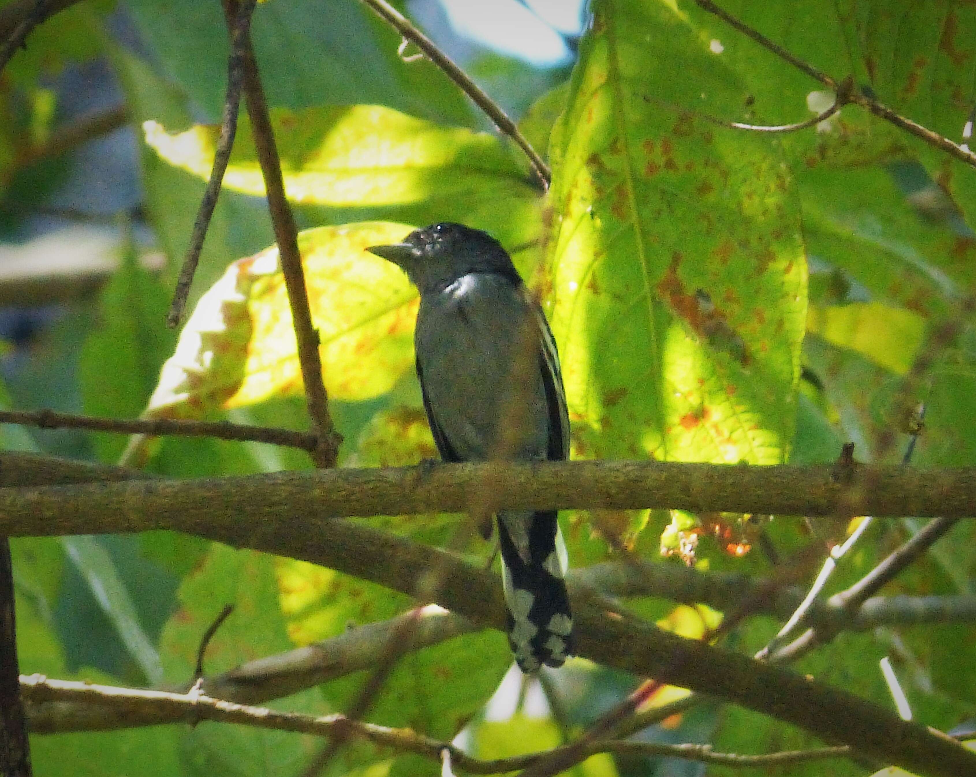 Image of Black-crowned Antshrike