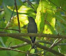 Image of Black-crowned Antshrike