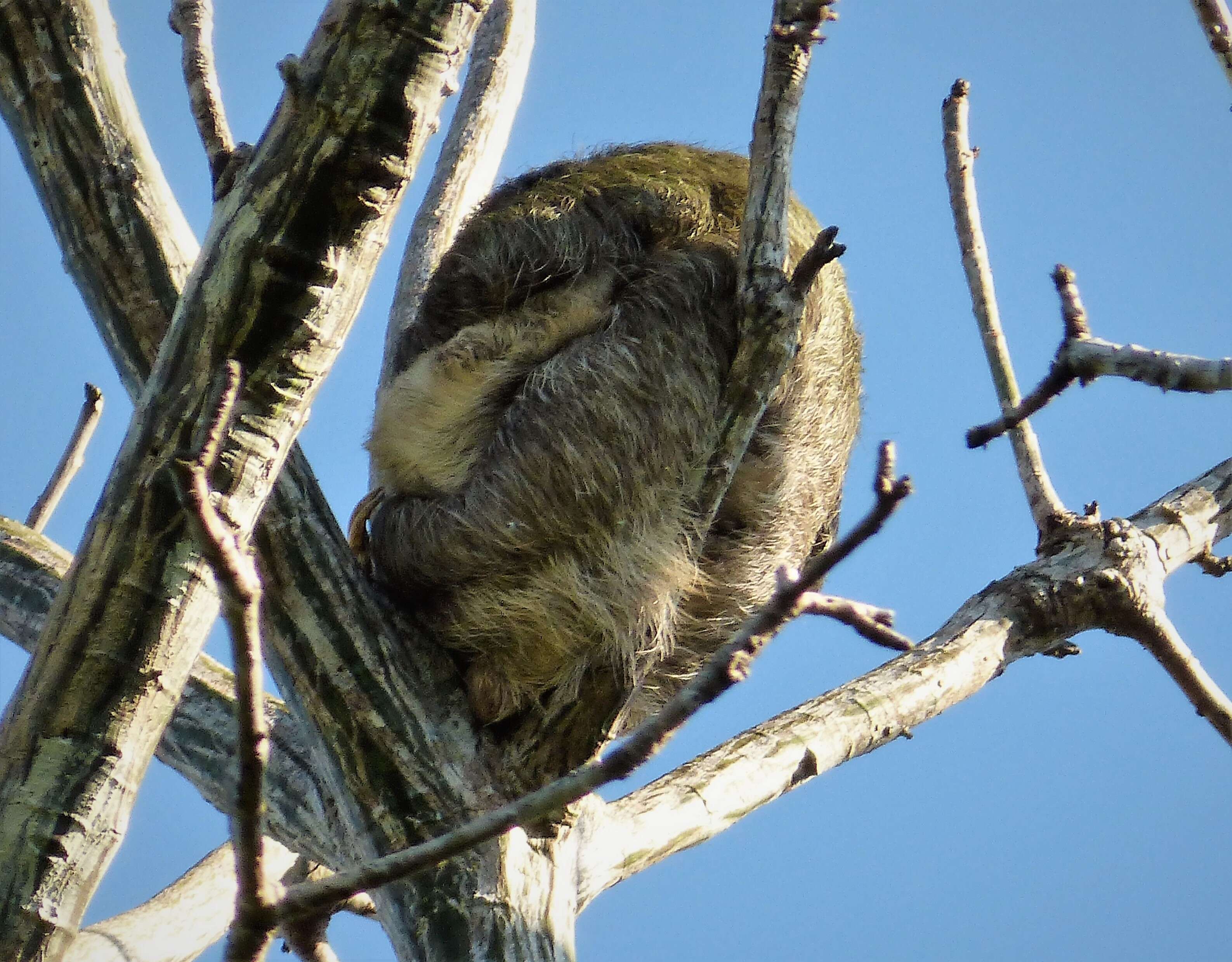 Image of sloth