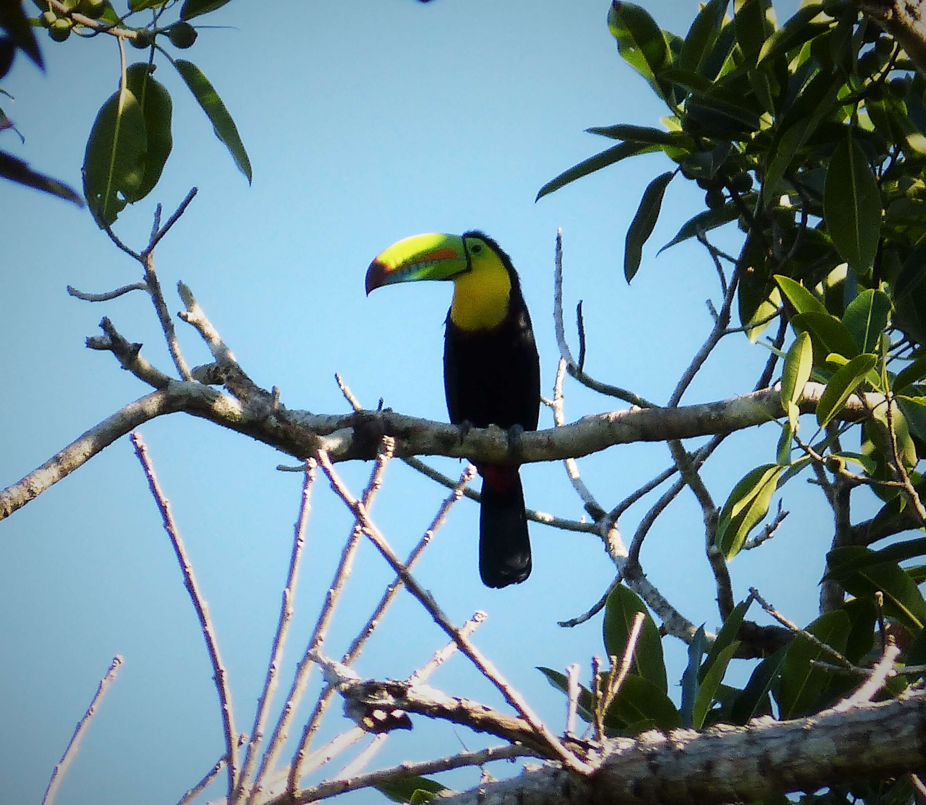 Image of Keel-billed Toucan