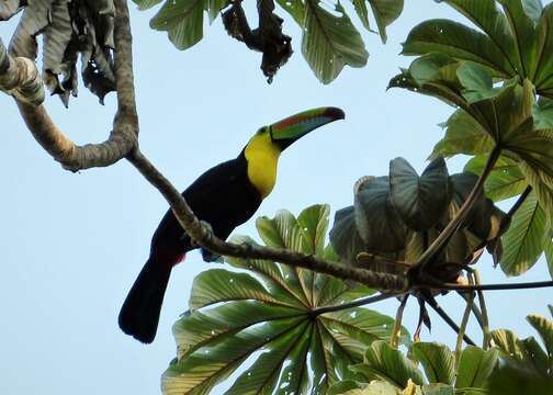 Image of Keel-billed Toucan