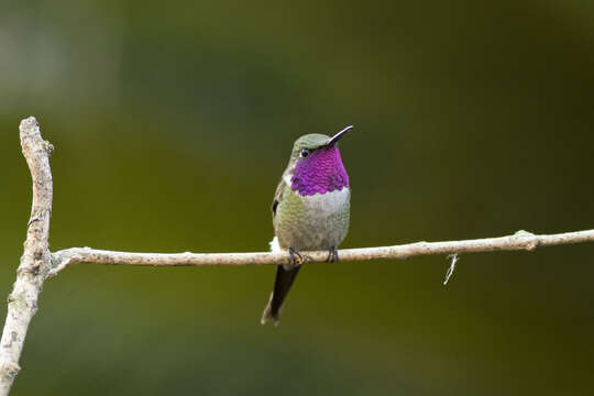 Image of Amethyst Woodstar