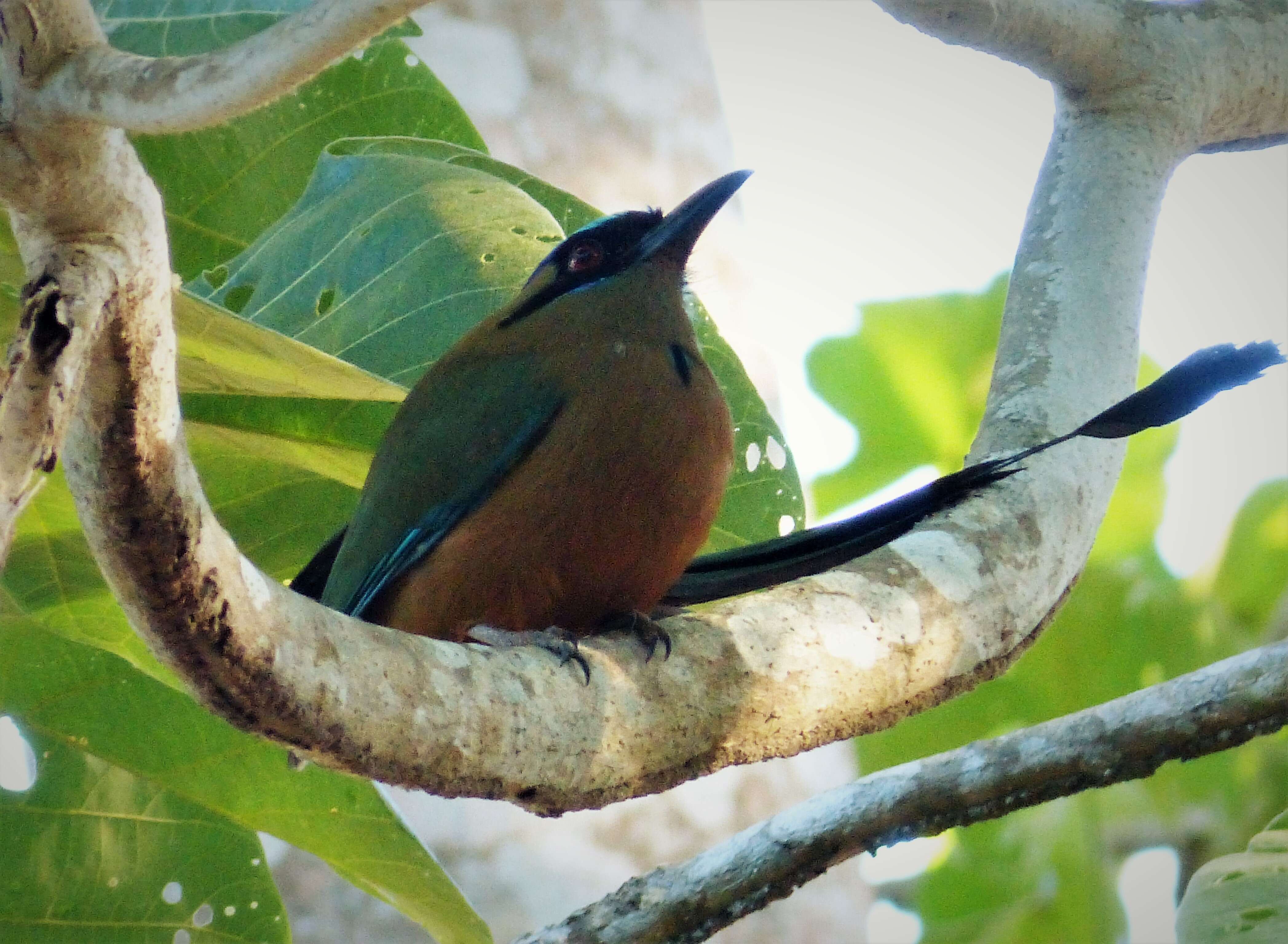 Image de Motmot caraïbe