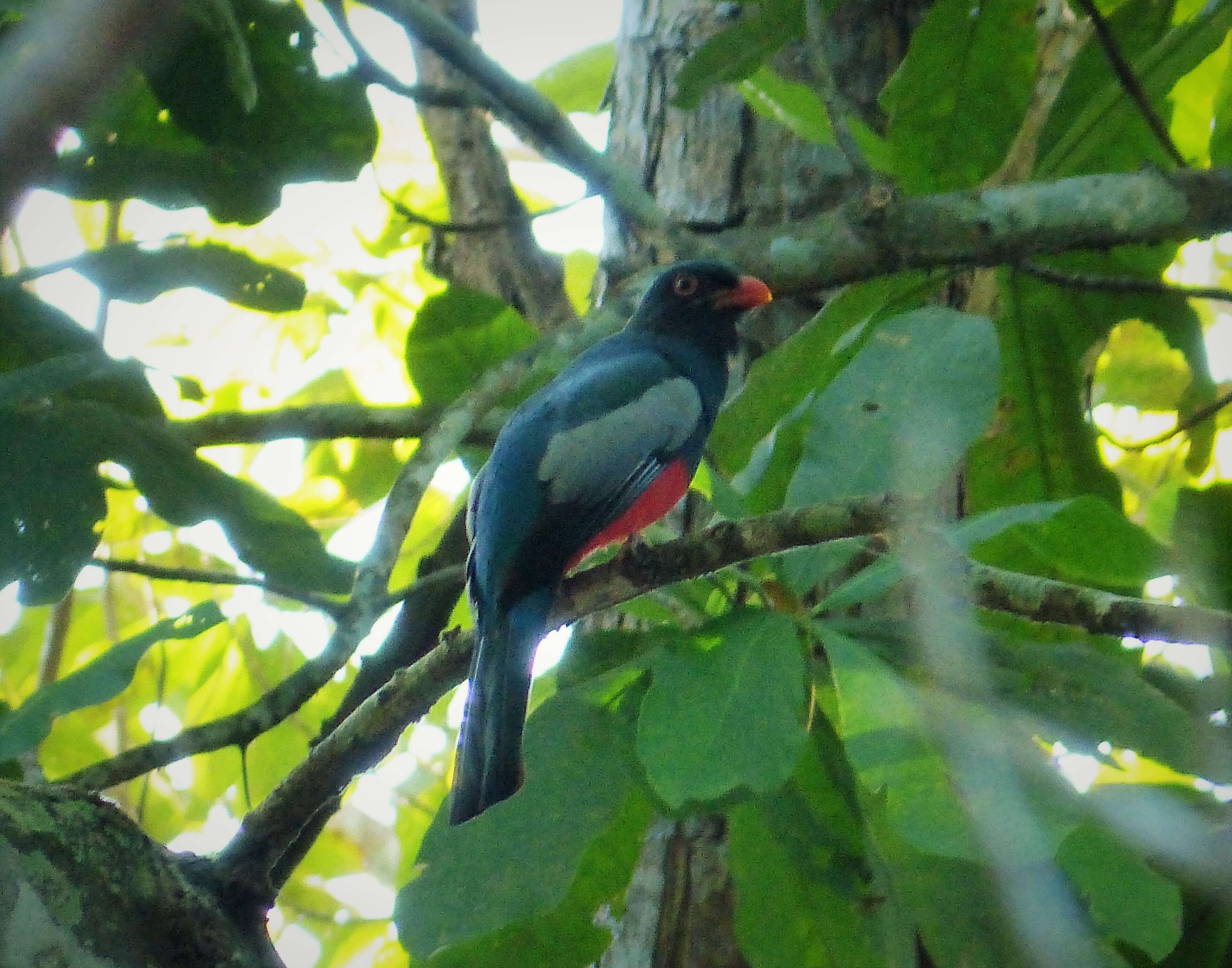 Imagem de Trogon massena Gould 1838