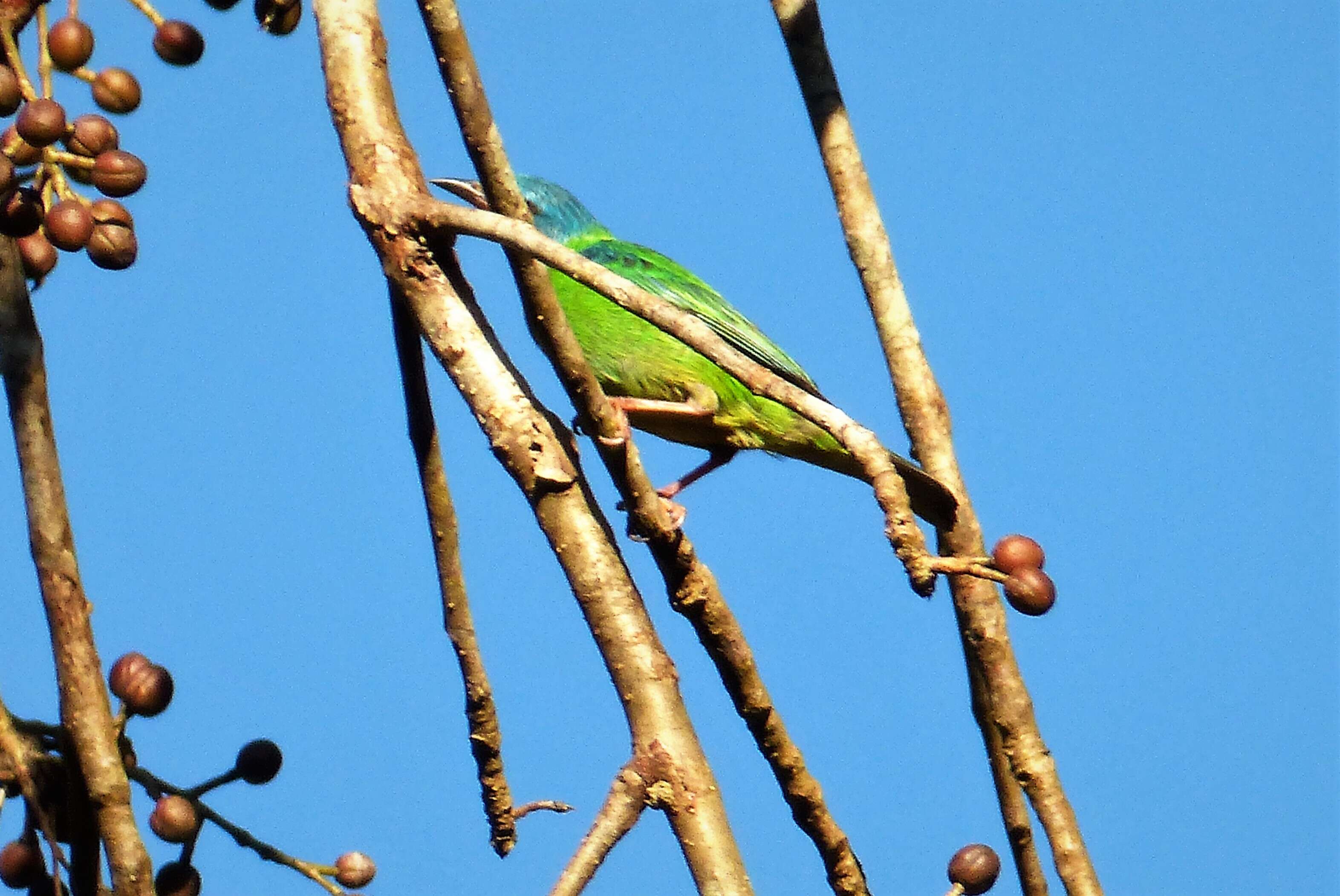 Image of Blue Dacnis