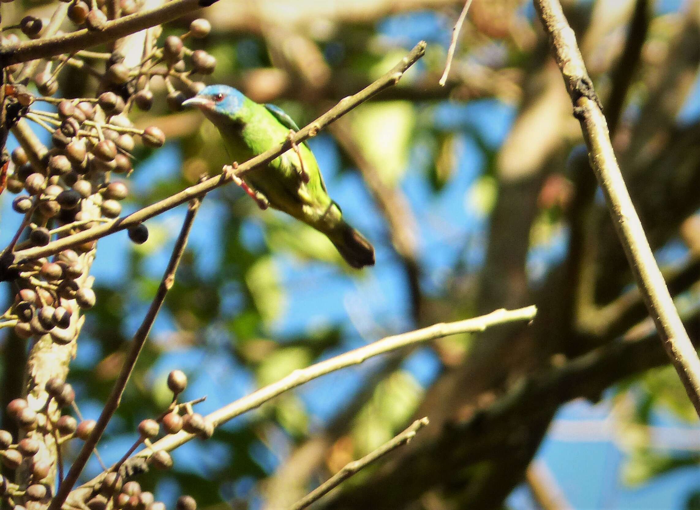 Imagem de Dacnis cayana (Linnaeus 1766)