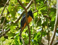 Image of Black-throated Trogon