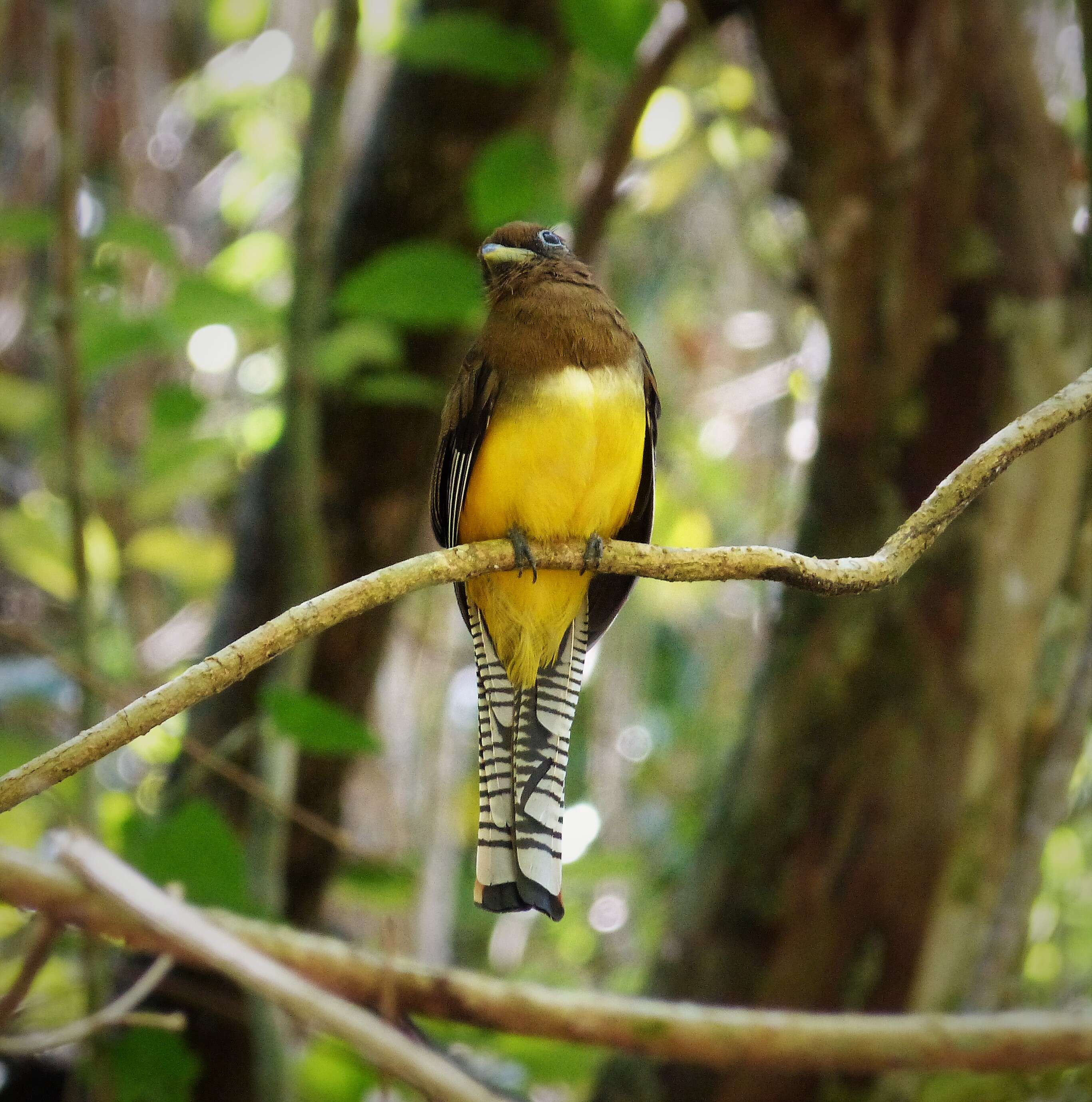 Image of Black-throated Trogon