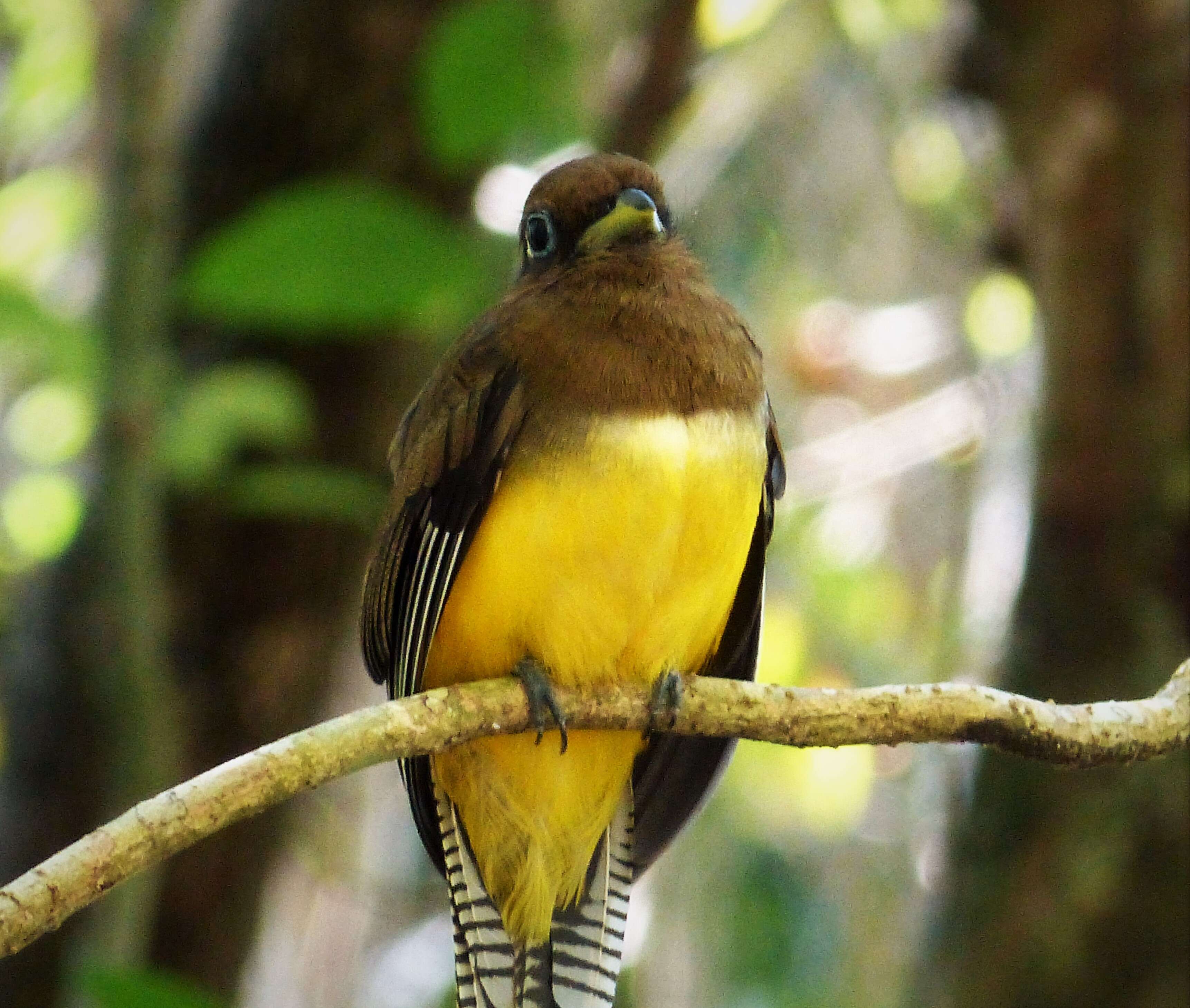 Image of Black-throated Trogon