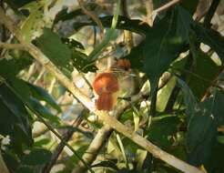 Image of Barred Antshrike