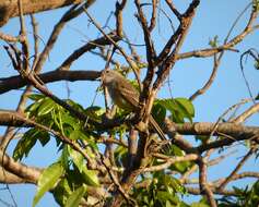 Image of Dusky-capped Flycatcher