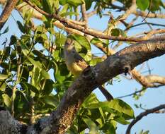 Image of Dusky-capped Flycatcher