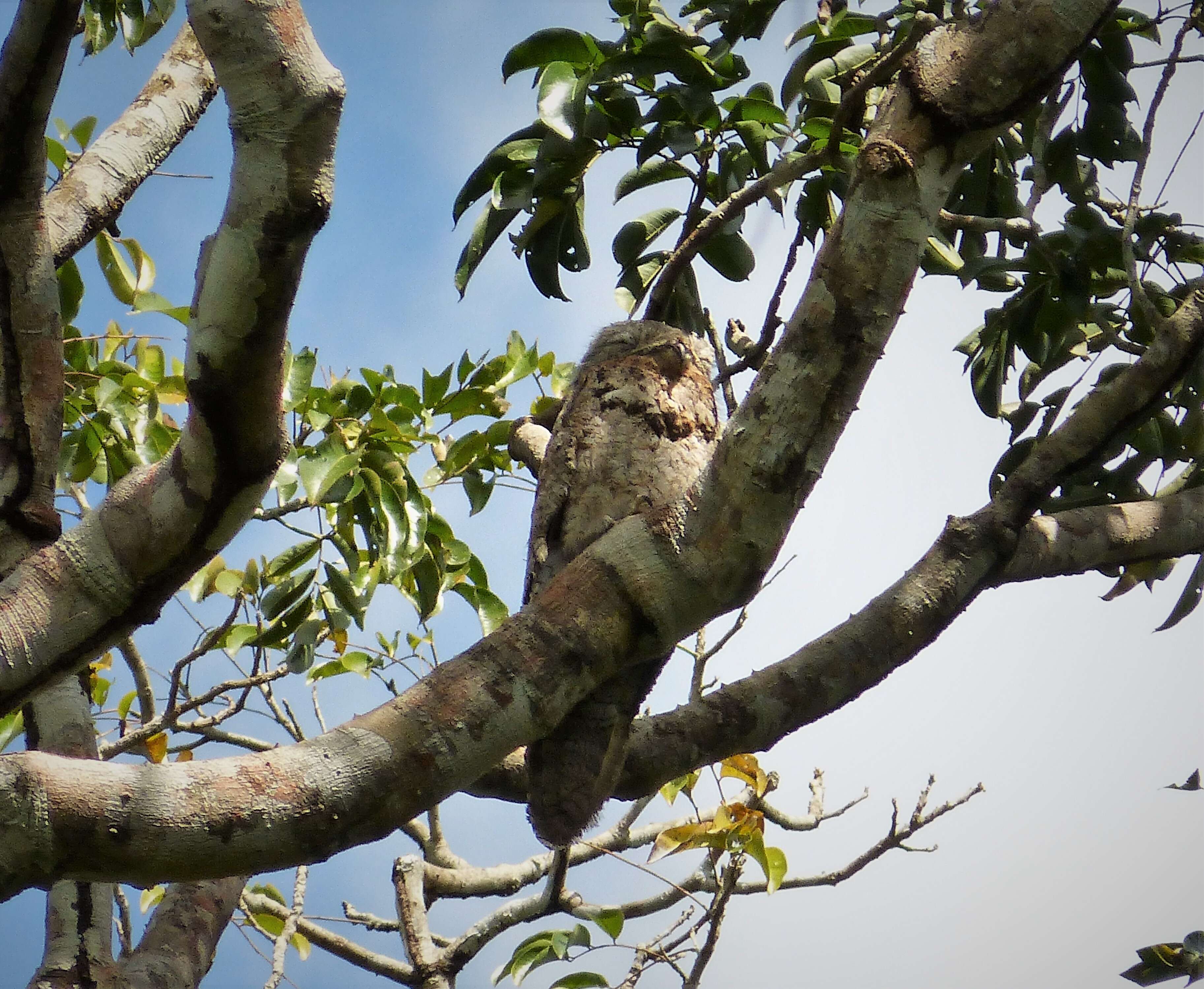 Image of Great Potoo