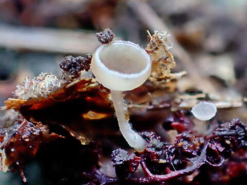 Image of Ciboria amentacea (Balb.) Fuckel 1870