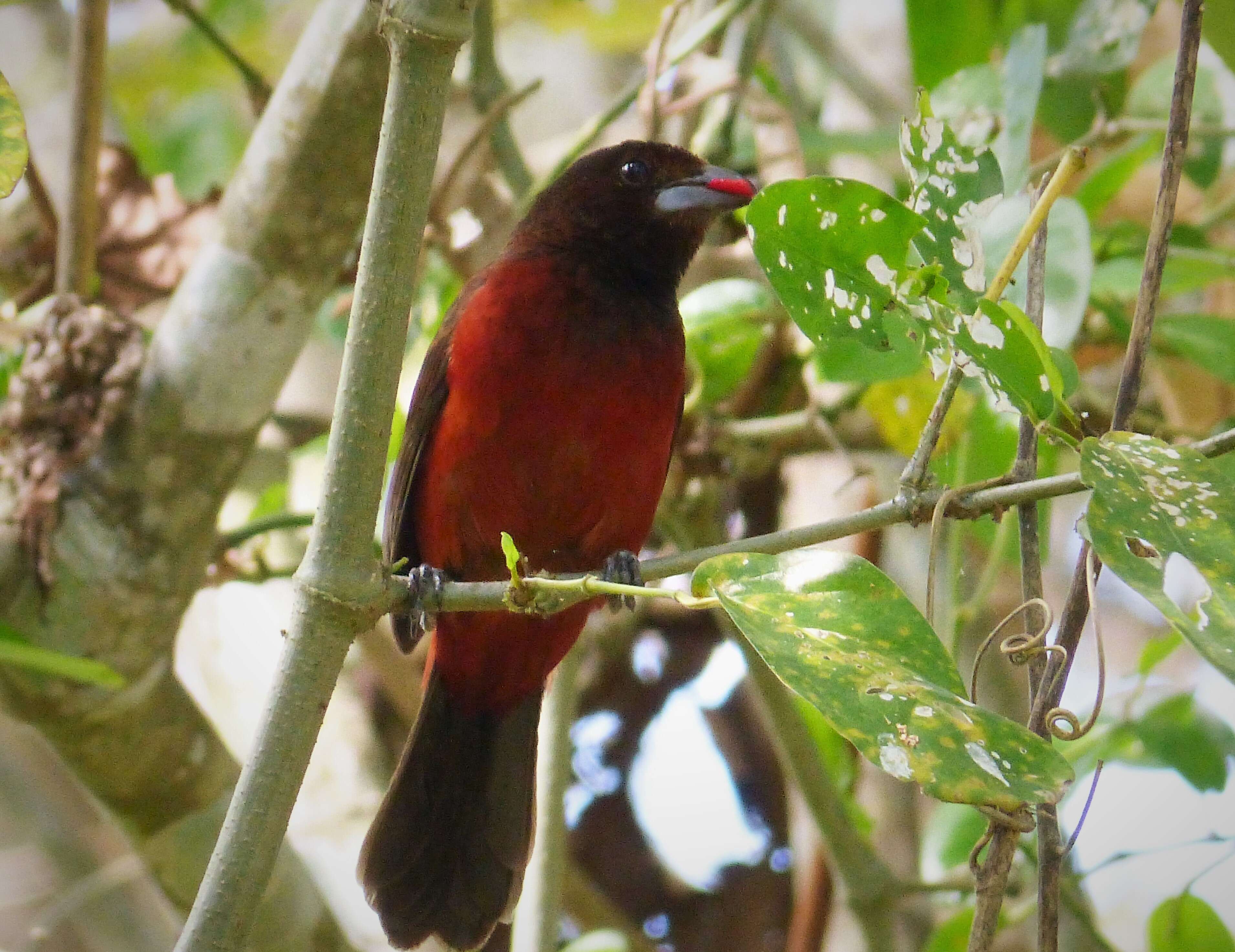 Image of Crimson-backed Tanager