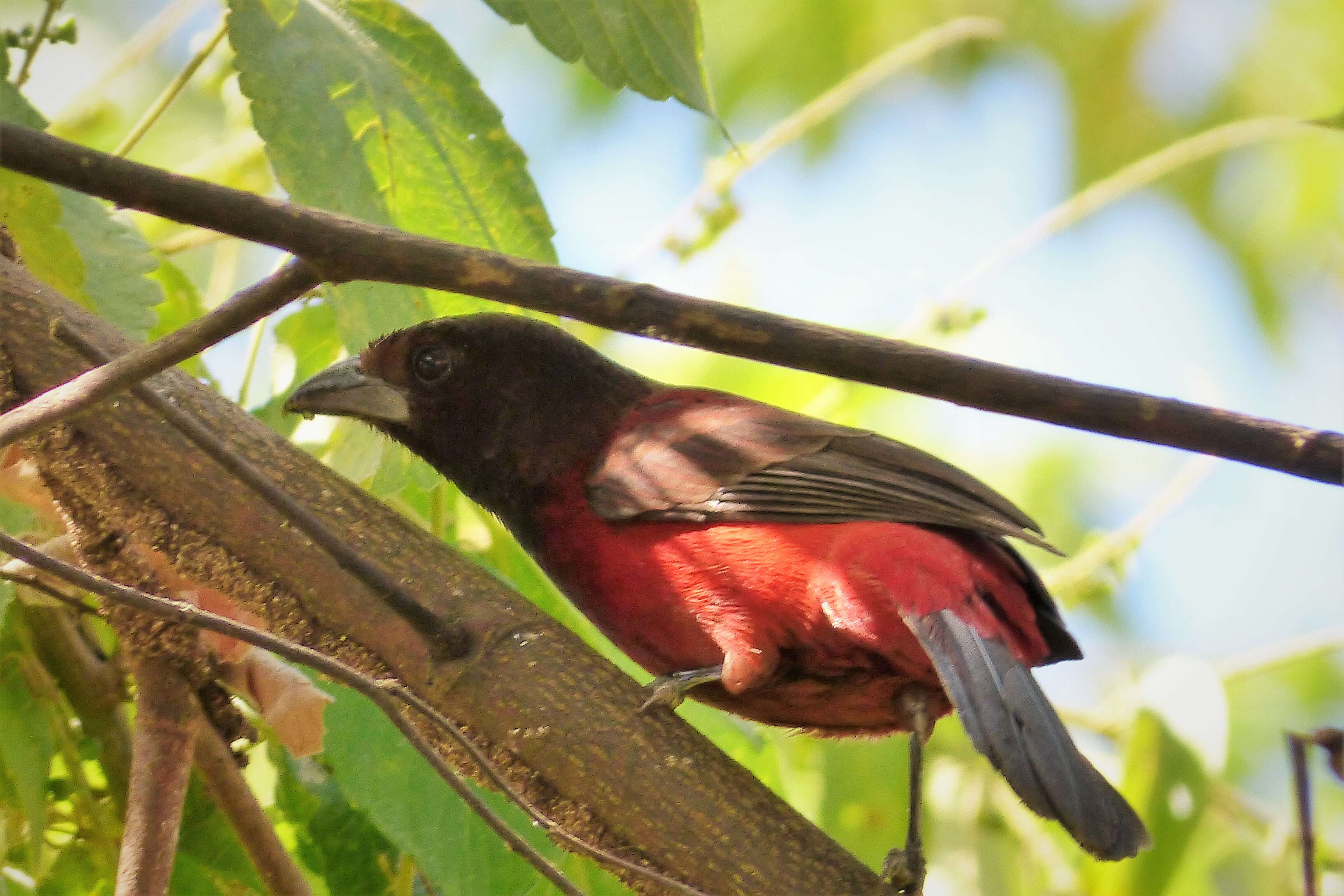 Image of Crimson-backed Tanager