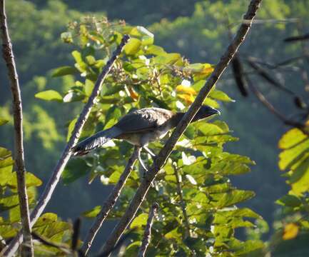 Image of Gray-headed Chachalaca