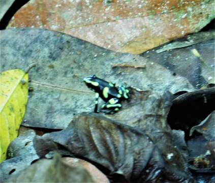 Image of Gold Arrow-poison Frog