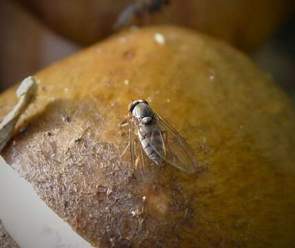 Image of flat-footed flies