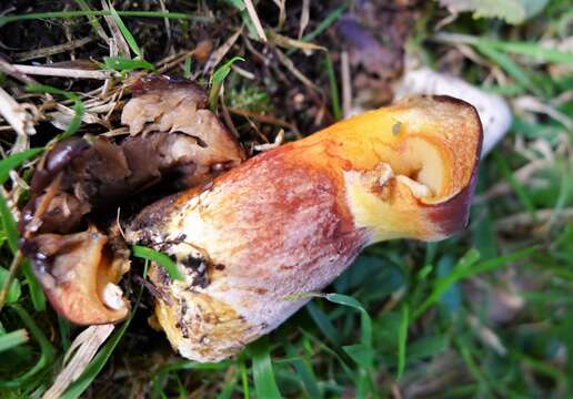 Image of Suillus grevillei (Klotzsch) Singer 1945