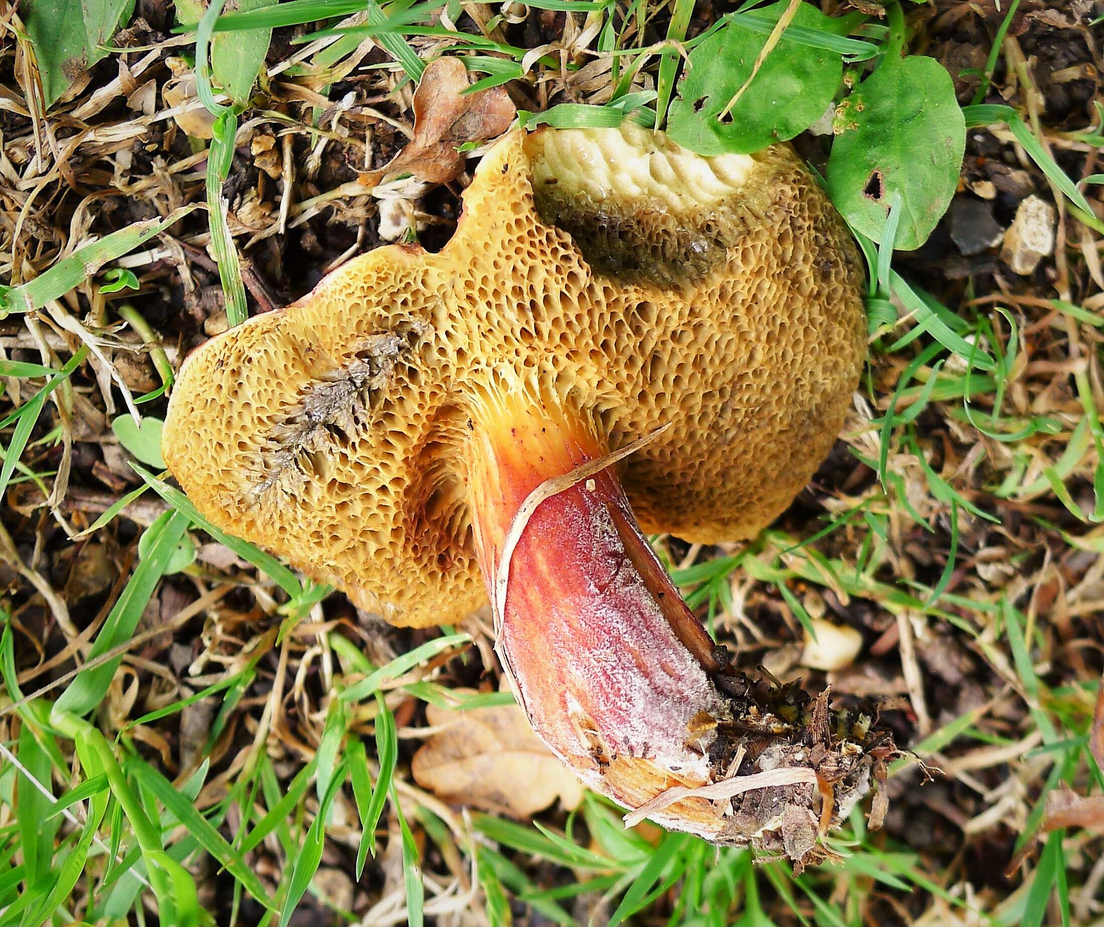 Image of Hortiboletus rubellus (Krombh.) Simonini, Vizzini & Gelardi 2015