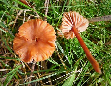 Image of Laccaria laccata (Scop.) Cooke 1884