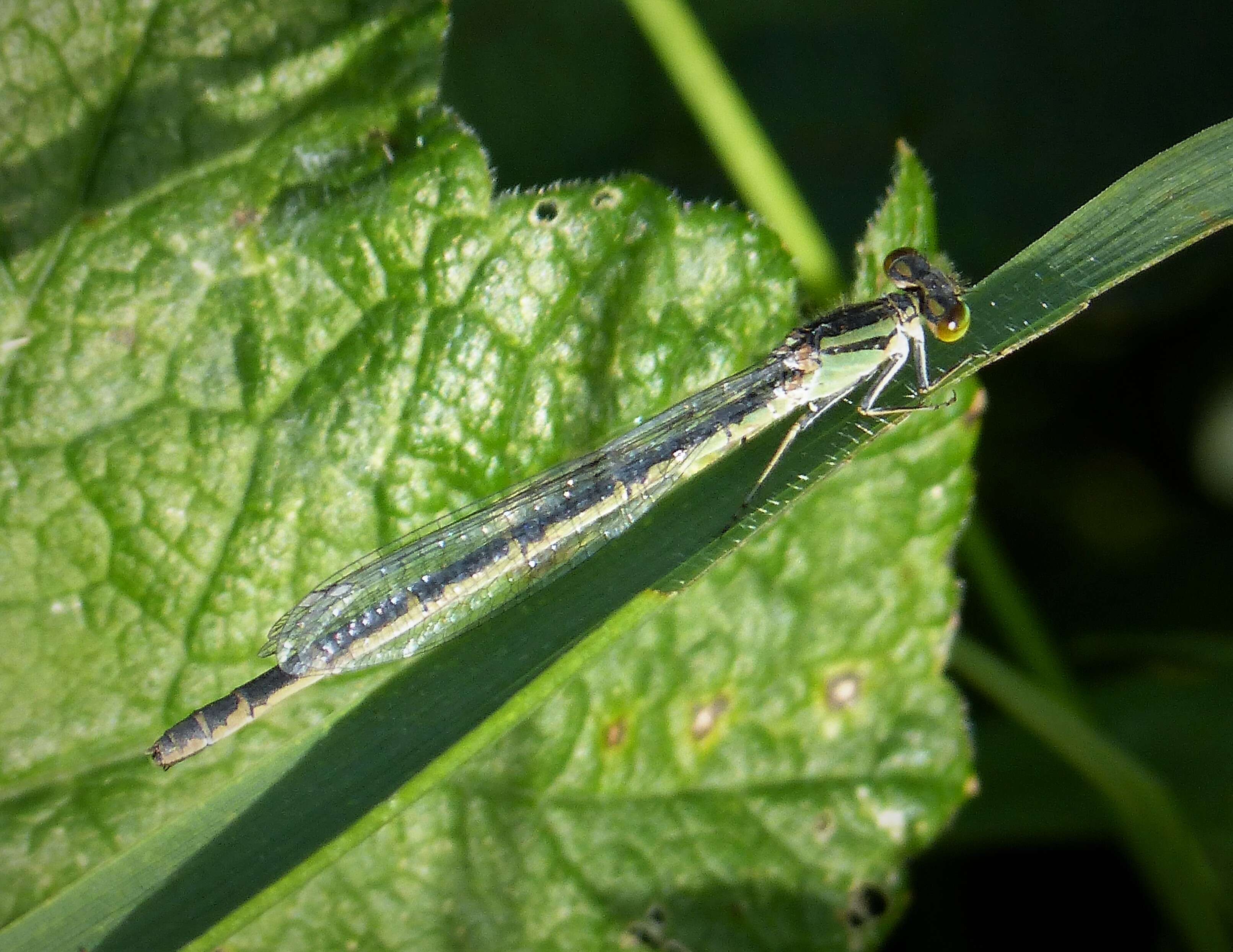 Image of Common Blue Damselfly