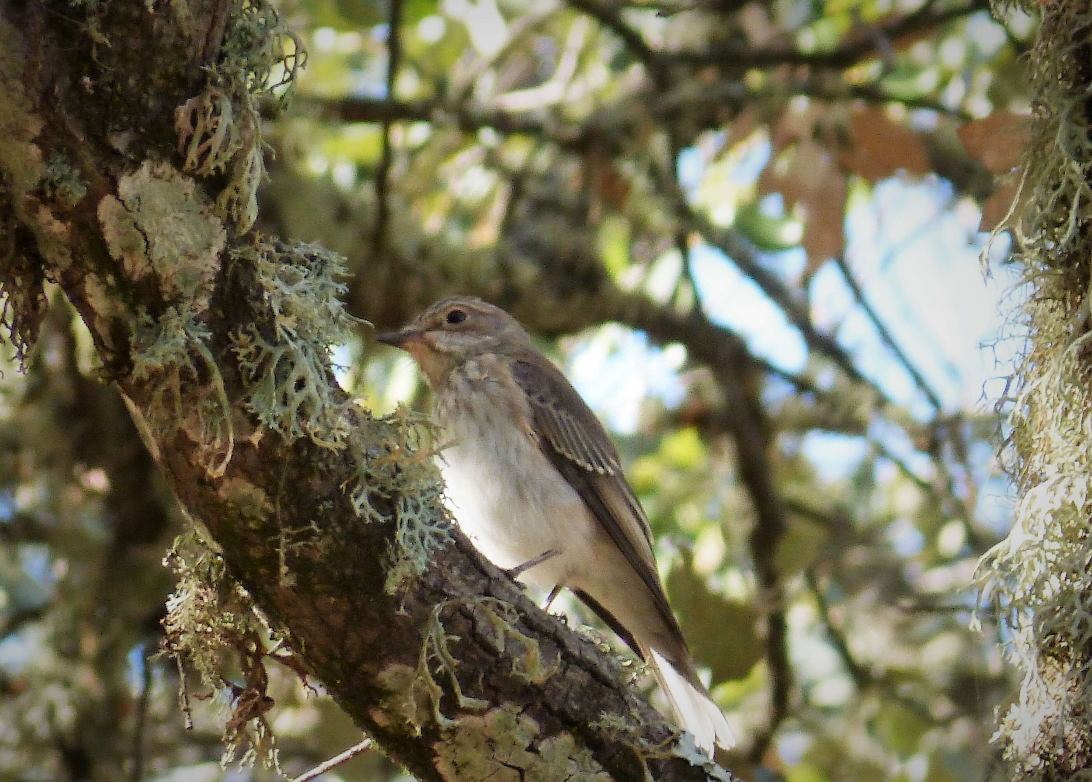 Image of Spotted Flycatcher