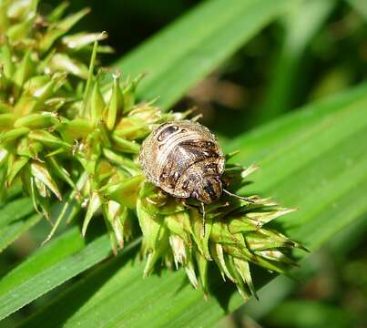 Image of Eurygaster testudinaria