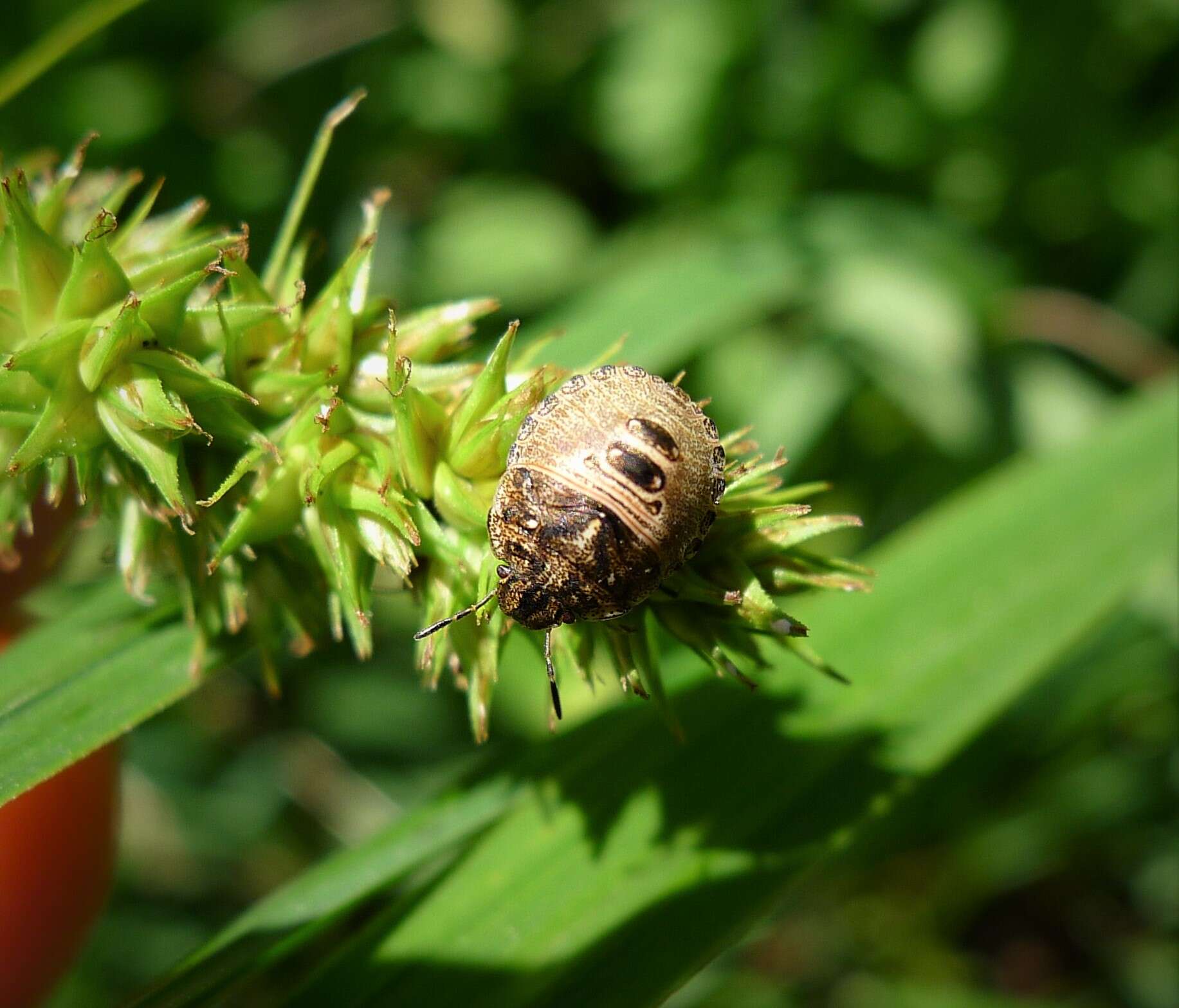 Image of Eurygaster testudinaria