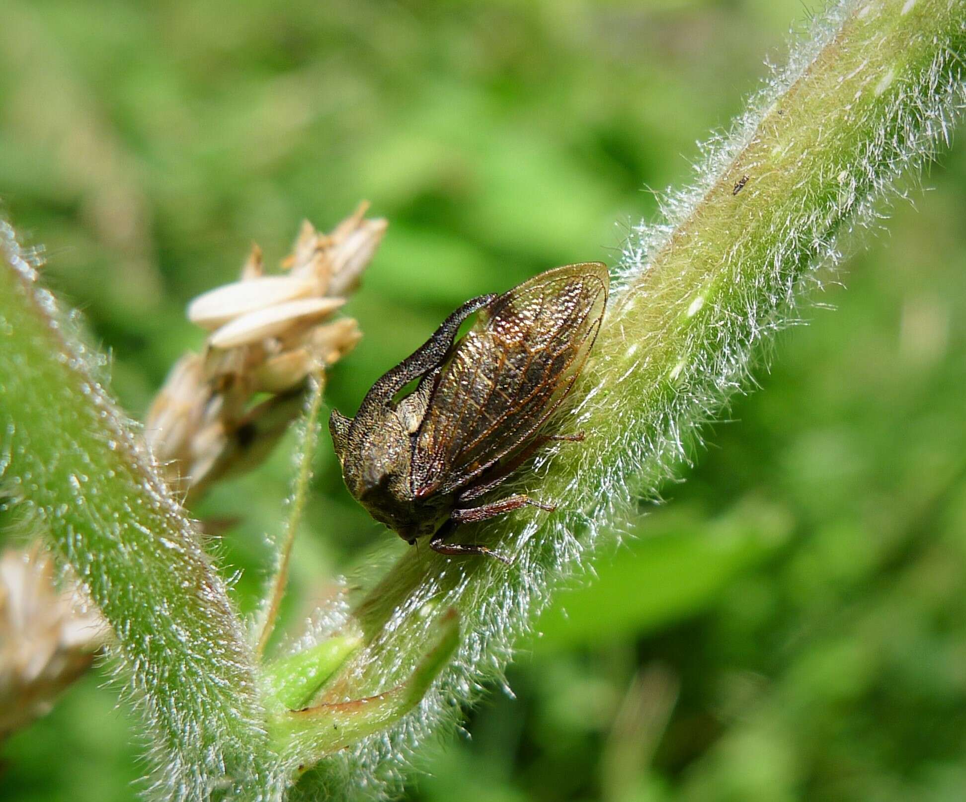 Image of Centrotus cornutus