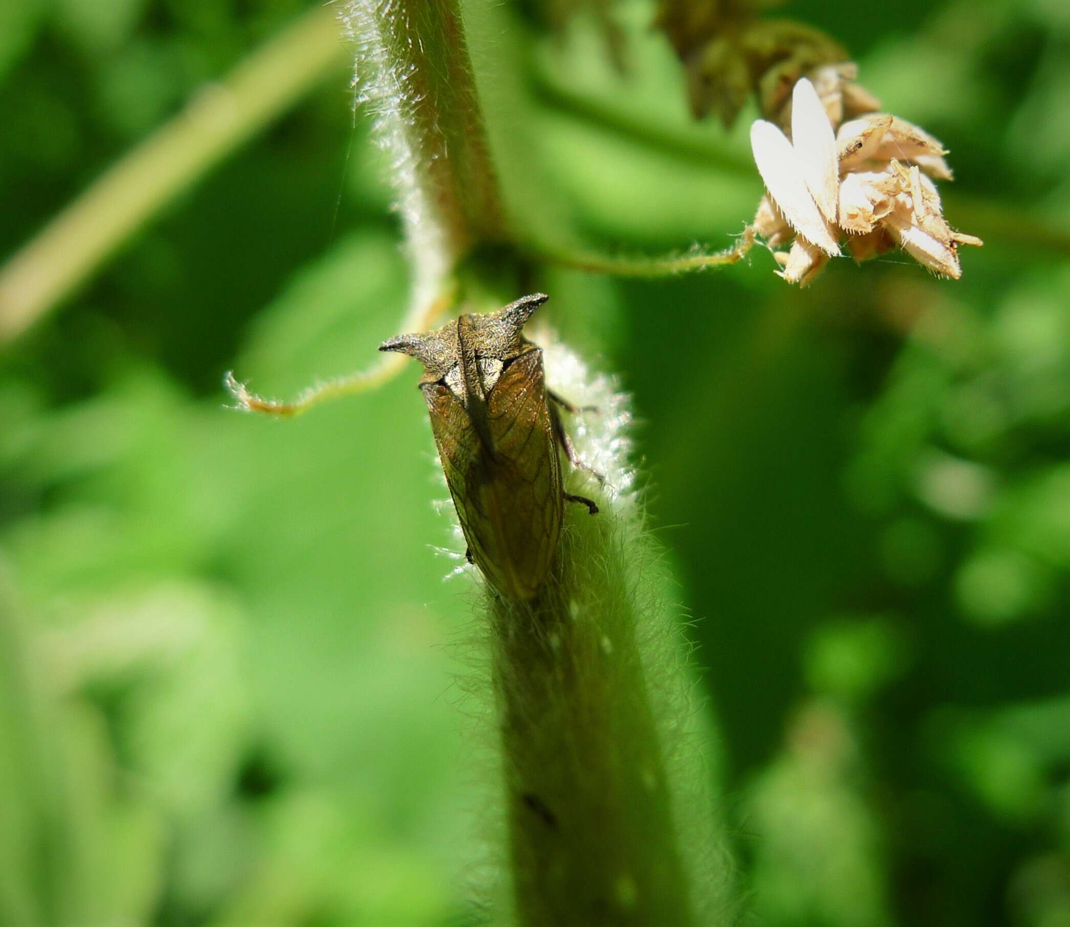 Image of Centrotus cornutus