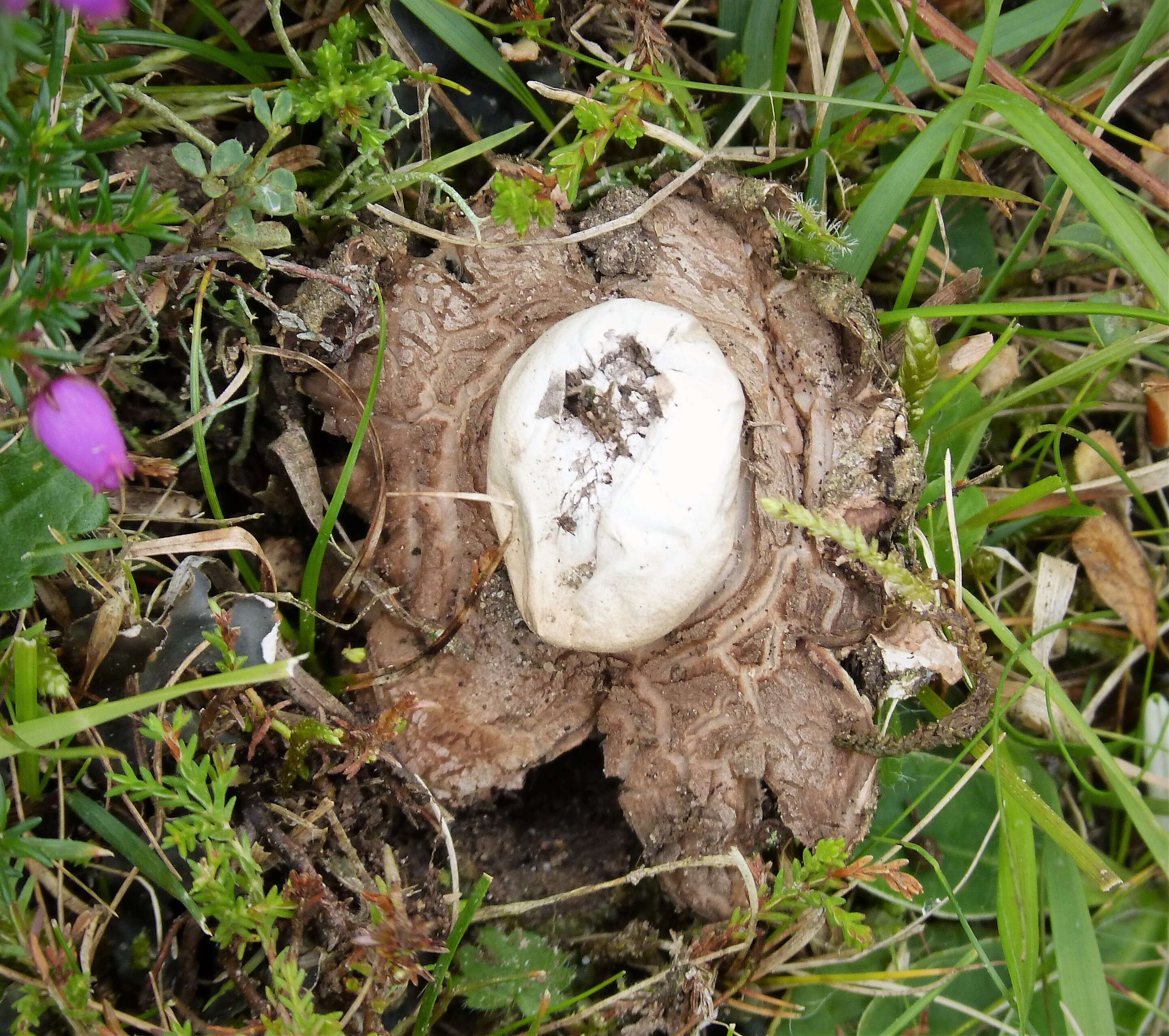 Plancia ëd Geastrum triplex Jungh. 1840