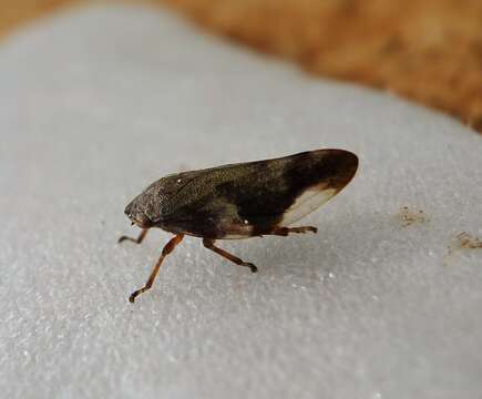 Image of European Alder Spittlebug