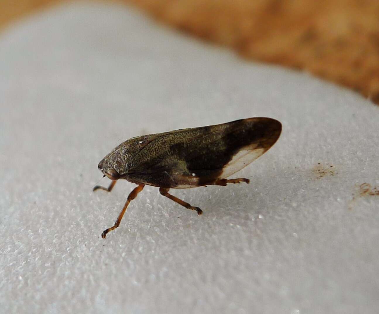 Image of European Alder Spittlebug