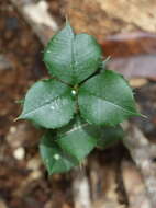 Image of Alyxia ruscifolia R. Br.